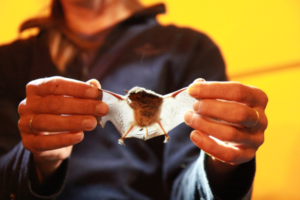 Noc netop&yacute;rů